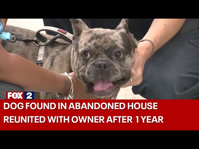 Dog found in abandoned Detroit house reunited with owner after 10 months