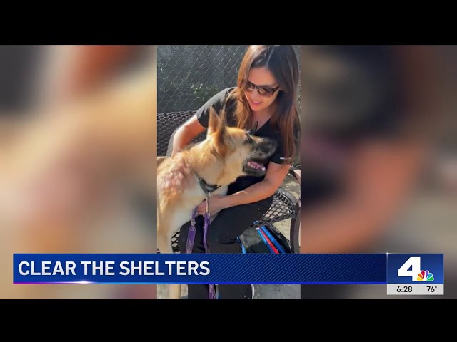 ⁣Mission Viejo offering free training for adoptable shelter dogs