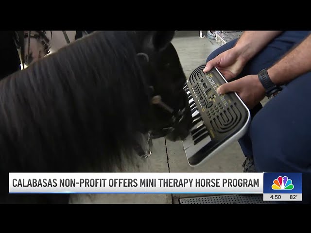 ⁣Calabasas nonprofit offers mini therapy horse program