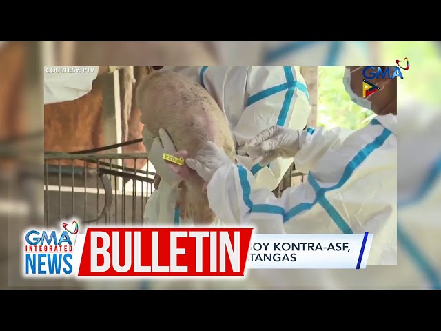 ⁣Pagbabakuna sa mga baboy kontra-ASF, sinimulan na sa Lobo, Batangas | GMA Integrated News Bulletin