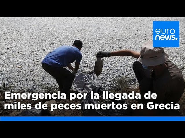 ⁣Estado de emergencia en Grecia por la acumulación de millones de peces muertos en el puerto de …