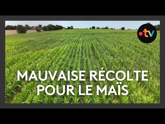 ⁣Mauvaise récolte en vue pour le maïs dans les Deux-Sèvres