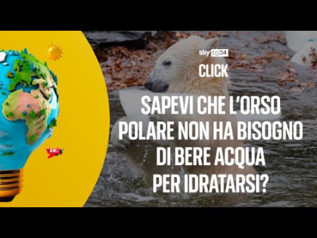 ⁣Sapevi che l'orso polare non ha bisogno di bere acqua?