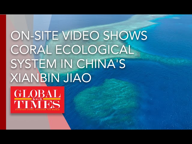 ⁣On-site video shows coral ecological system in China's Xianbin Jiao