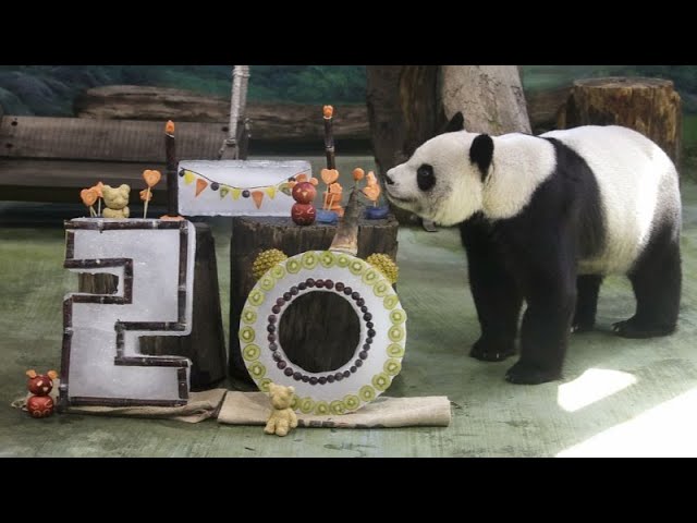 No Comment. Yuanyuan, la femelle panda la plus âgée de Taïwan, a fêté son 20ᵉ anniversaire