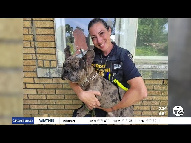 ⁣French bulldog who disappeared during Arizona's family visit to Dearborn is found one year late