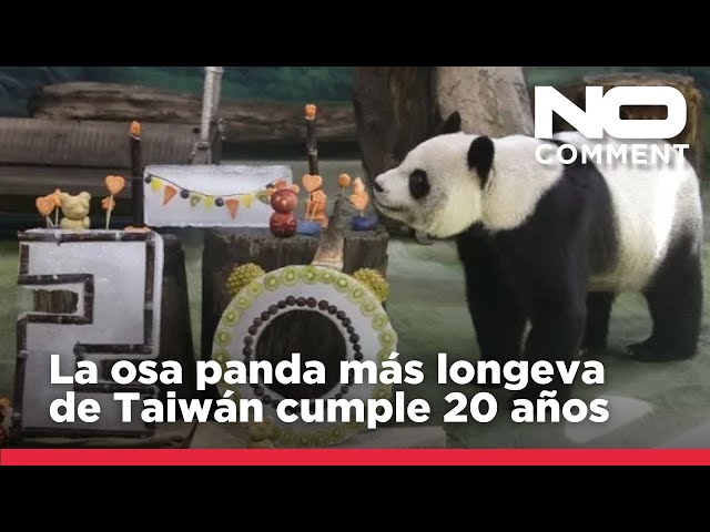 ⁣NO COMMENT: Yuanyuan, la osa panda más longeva de Taiwán, cumple 20 años rodeada de espectadores