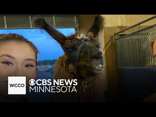 ⁣Llamas are the must-see animal at the Minnesota State Fair!