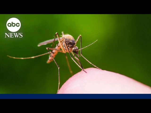 ⁣Concerns over West Nile and ‘Triple E’ viruses grow