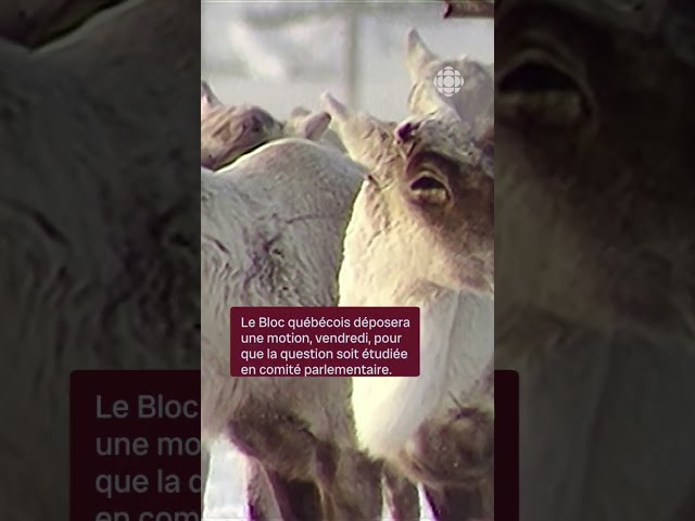 ⁣Des exceptions pour le décret de protection du caribou?| Vidéojournal