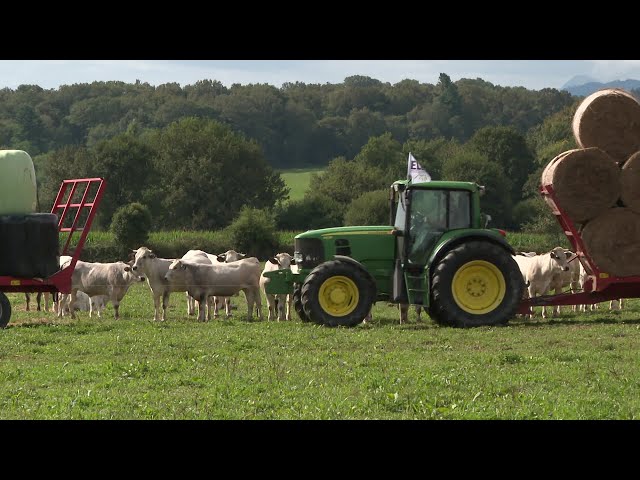 ⁣Pays basque : élan de solidarité envers une ferme touchée par la tuberculose bovine