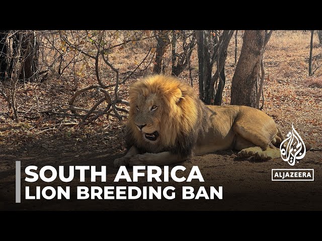 South Africa lion breeders face uncertain future after ban