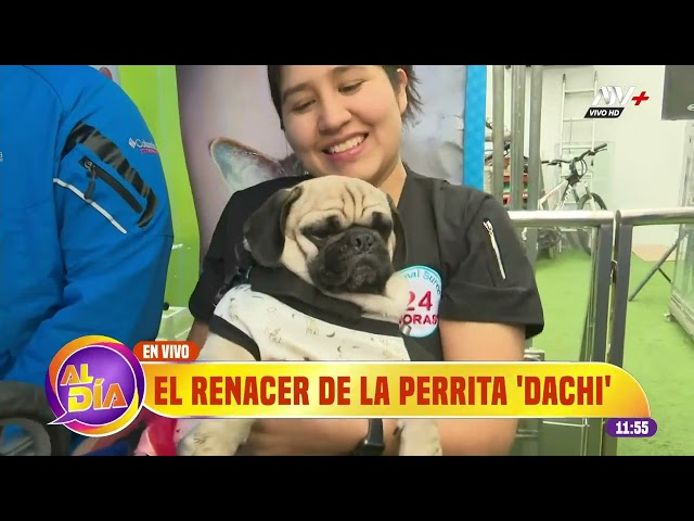 'Dachi' festeja su cumpleaños junto a otros perritos rescatados