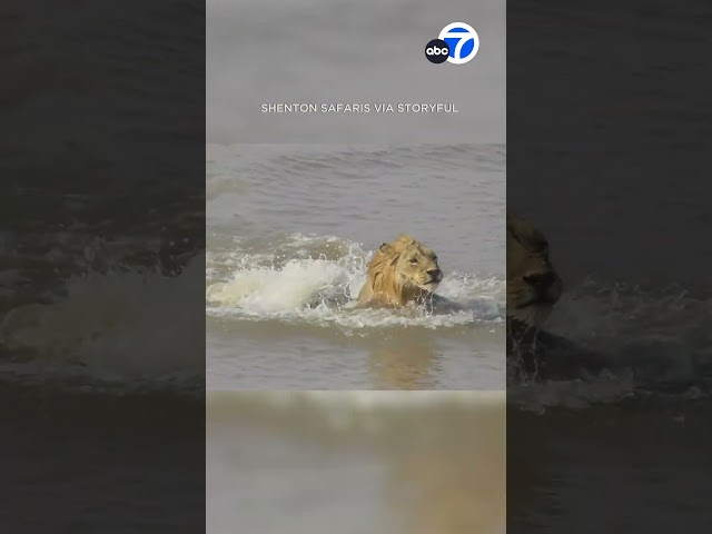 ⁣Lion flees after wandering into hippo territory #shortsvideo #animals #shortsviral #wildlife