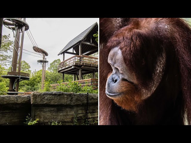 ⁣Orangutan escapes Toronto Zoo's new $11-million habitat