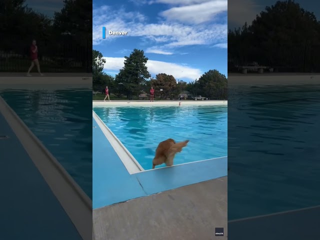 ⁣Community pools host dogs-only swim days to keep pups cool #Shorts