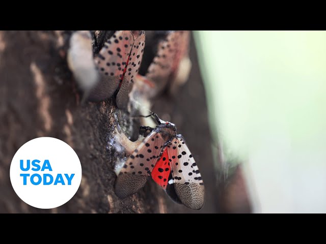 ⁣Spotted lanternflies invasion | USA TODAY