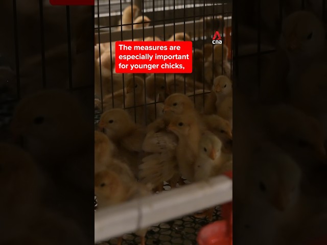 ⁣How an egg farm in Singapore keeps bird flu out