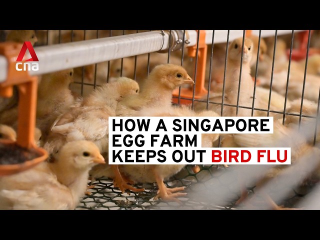 ⁣How a Singapore egg farm keeps out bird flu