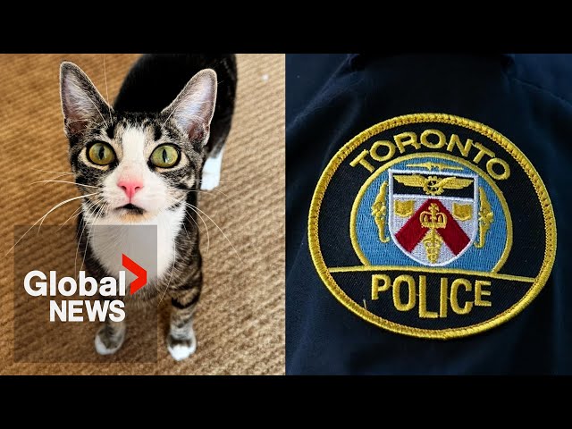 ⁣Toronto teen arrested for torturing, killing animals in Riverdale neighbourhood: police