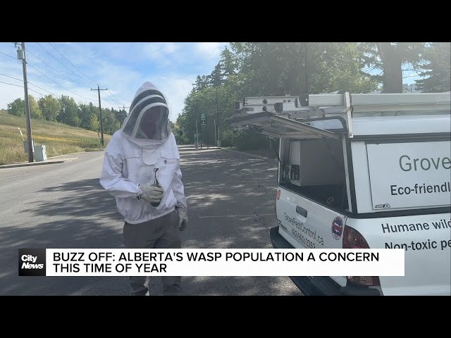 ⁣Buzz off: Alberta's wasp population a concern this time of year