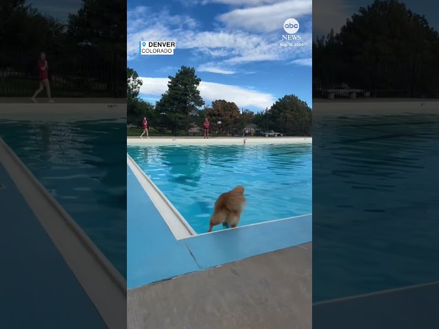 ⁣Swim day for dogs held in Denver