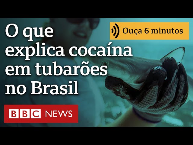 ⁣O que explica cocaína em tubarões no litoral do Brasil?