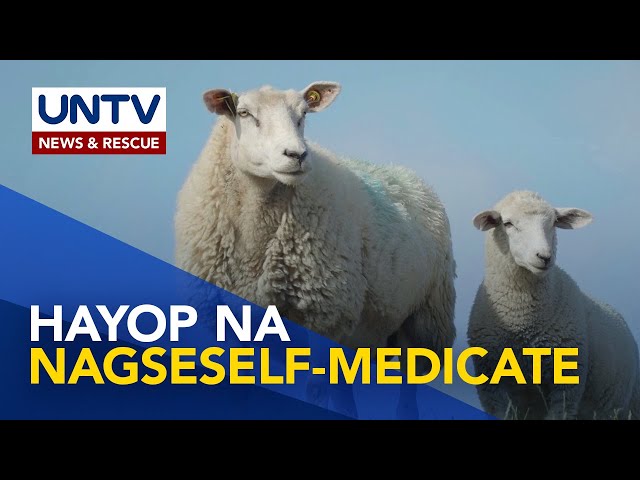 ⁣Mga tupa: isa sa mga hayop na nagseself-medicate | Wonders of Creation