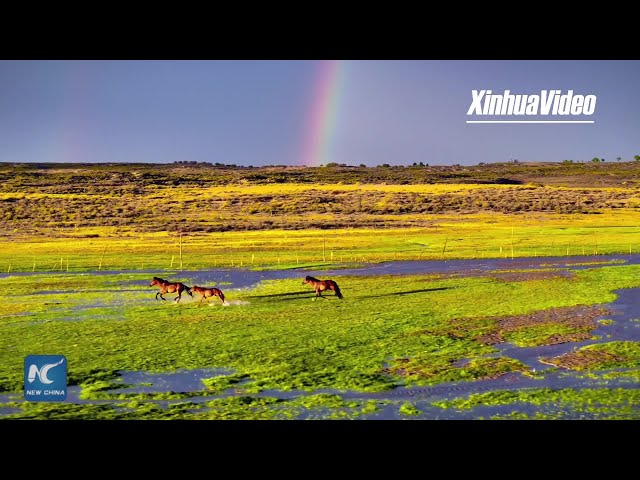 ⁣Charm Unveiled | Horses galloping under a stunning rainbow