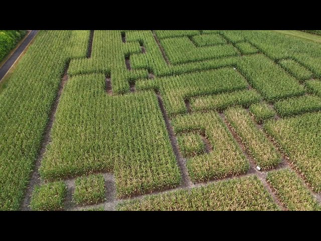 ⁣Insolite : un labyrinthe dans un champ de maïs