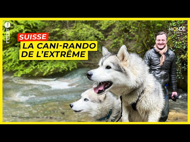 ⁣Suisse : la cani-rando de l'extrême avec des Huskies dans le Gros-de-Vaud - Un Monde à part