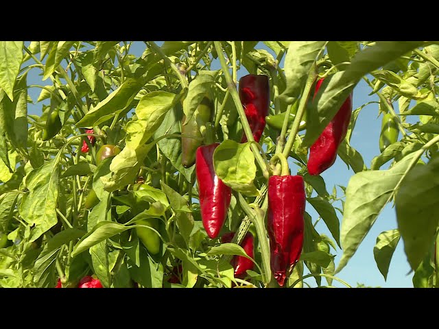 ⁣Terroir : le piment se cultive aussi en Périgord