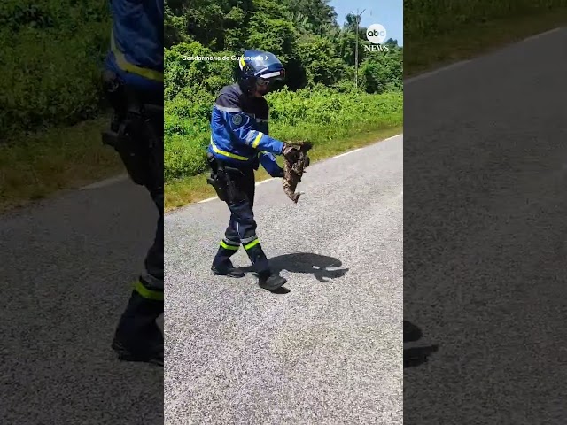 ⁣Officer carries sloth to safety