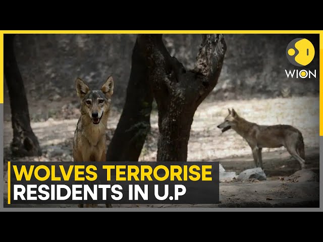 ⁣Wolves terrorise residents, killing 8 people in Uttar Pradesh | WION