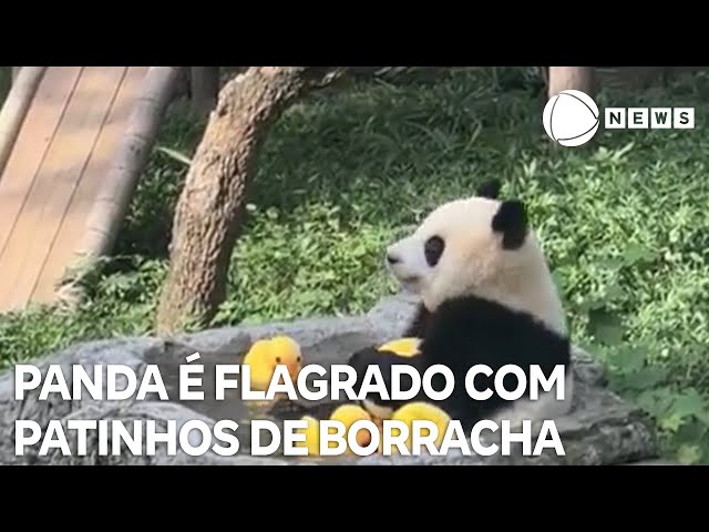 ⁣Panda é flagrado brincando com patos de borracha