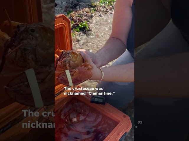 ⁣Ultra-rare orange lobster rescued and released | USA TODAY