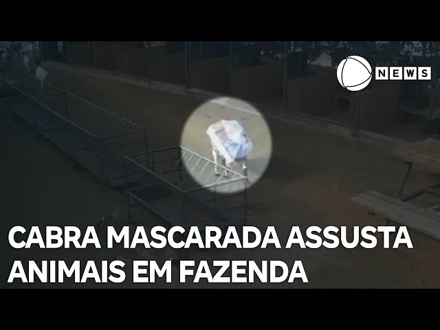 Cabra mascarada assusta animais em fazenda