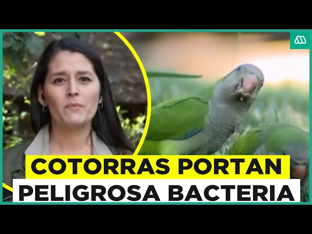 “La fiebre del loro”: Descubren que cotorras podrían transmitir peligrosa bacteria