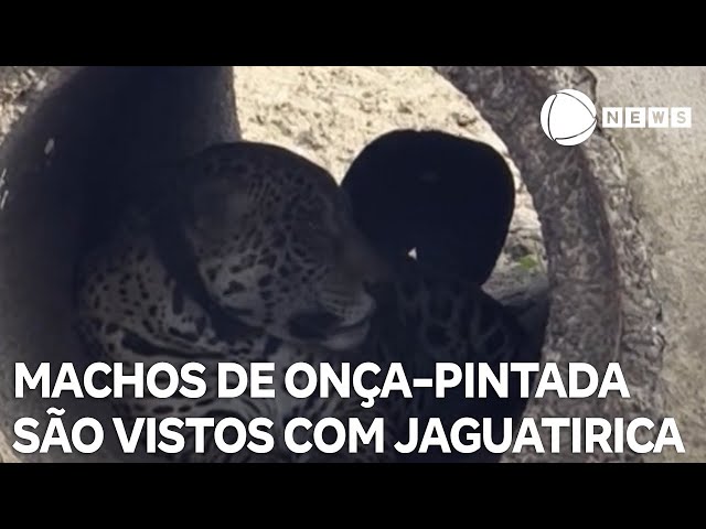 Machos de onça-pintada são vistos juntos com jaguatirica no Pantanal