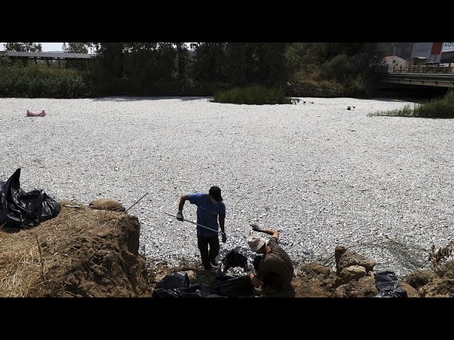 ⁣Greek authorities announce financial support after dead fish wash into Volos