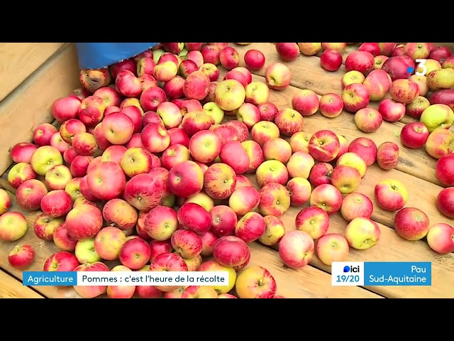 ⁣Béarn, récolte des pommes à Caubios Loos