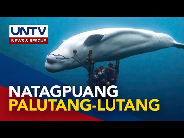 ⁣Hinihinalang Russian spy whale, natagpuang patay sa baybayin ng Norway