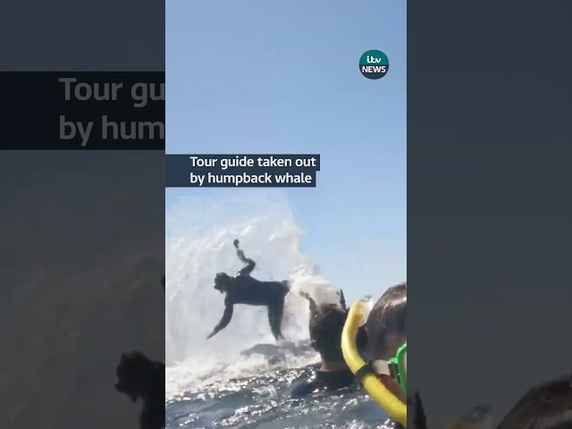 ⁣Tour guide taken out by humpback whale | ITV News