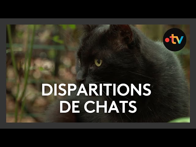 ⁣Des dizaines de chats disparaissent sans laisser de trace sur l'île de Ré