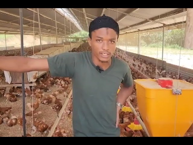 ⁣Chicken farm facing destruction