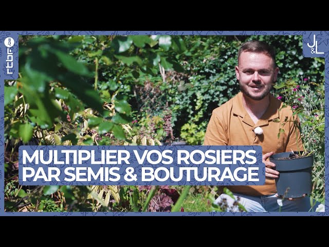 ⁣Rosiers : comment les multiplier par semis ou par bouturage | Jardins et Loisirs