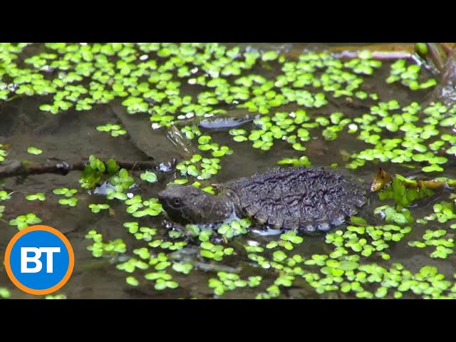 ⁣A local organization just saved 70 at-risk baby snapping turtles in Toronto