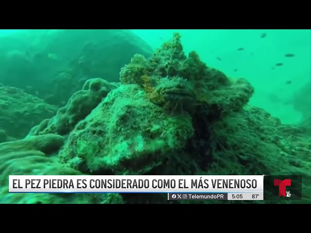 ⁣¿Pez piedra? Investigan qué picó a un menor en una playa del área metropolitana