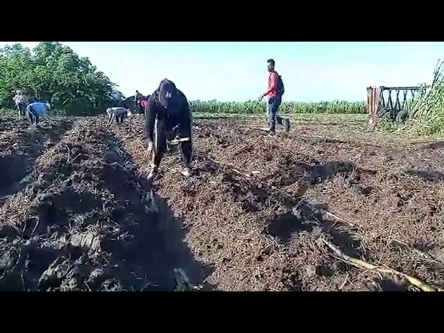 ⁣Realizan trabajo voluntario masivo en áreas cañeras de #Majibacoa