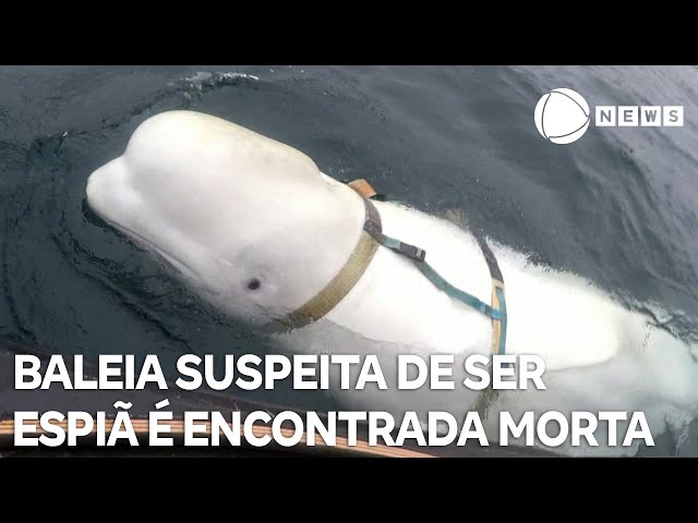 Baleia suspeita de ser espiã russa é encontrada morta